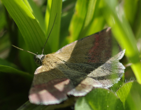 Lepidottero da identificare - Phytometra viridaria